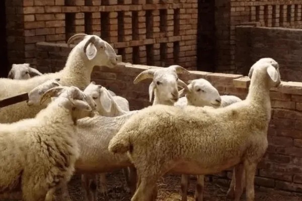 羊不反刍如何处理，食道梗塞可在饲料中添加安胃太保