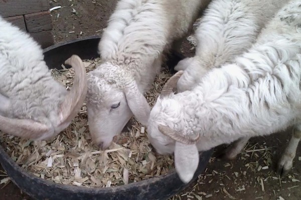 羊不反刍如何处理，食道梗塞可在饲料中添加安胃太保
