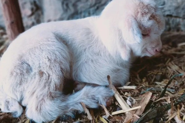 羊不反刍如何处理，食道梗塞可在饲料中添加安胃太保
