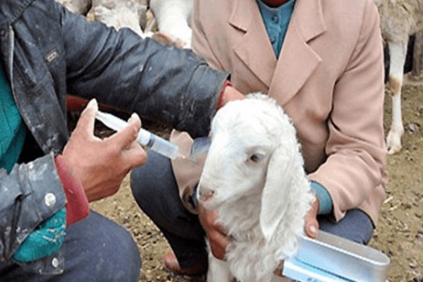 羊不反刍如何处理，食道梗塞可在饲料中添加安胃太保