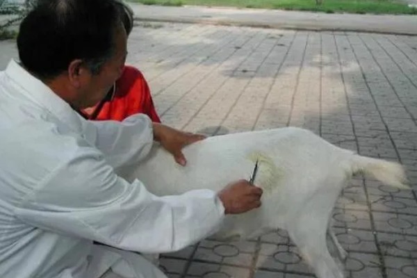 羊不反刍如何处理，食道梗塞可在饲料中添加安胃太保