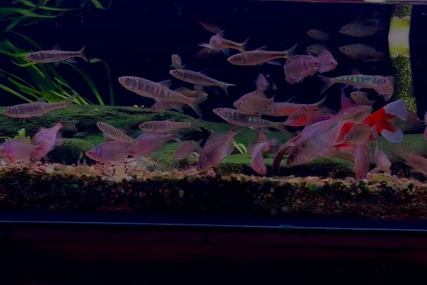 哪些鱼不能放生，外来物种、性情凶猛的鱼都不可以放生