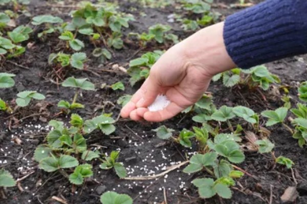 不同生长期如何对草莓施肥，每亩施入农家肥3000-5000公斤