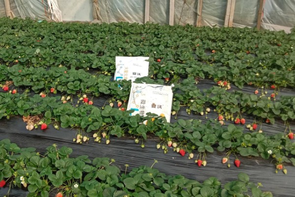 不同生长期如何对草莓施肥，每亩施入农家肥3000-5000公斤