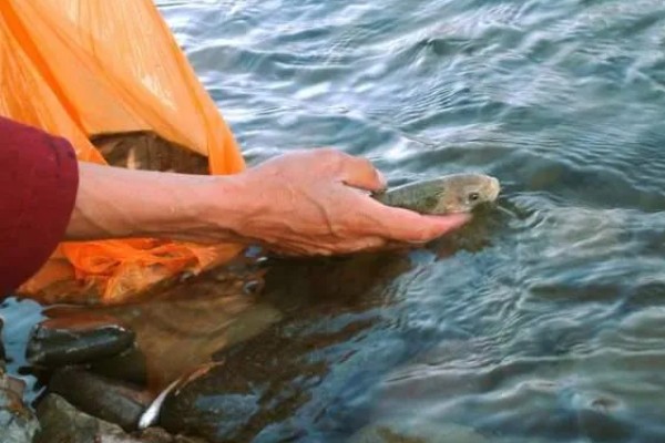 哪些鱼不能放生，外来物种、性情凶猛的鱼都不可以放生