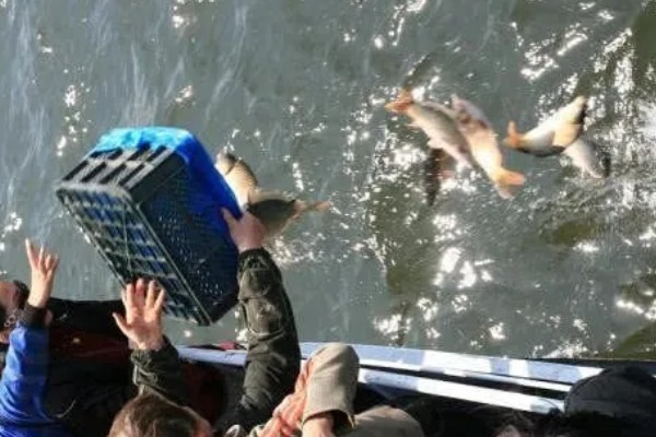 哪些鱼不能放生，外来物种、性情凶猛的鱼都不可以放生