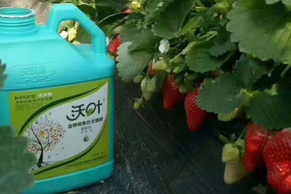 不同生长期如何对草莓施肥，每亩施入农家肥3000-5000公斤