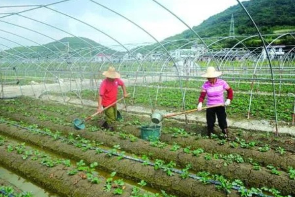 不同生长期如何对草莓施肥，每亩施入农家肥3000-5000公斤