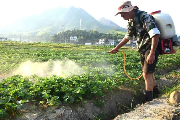 不同生长期如何对草莓施肥，每亩施入农家肥3000-5000公斤