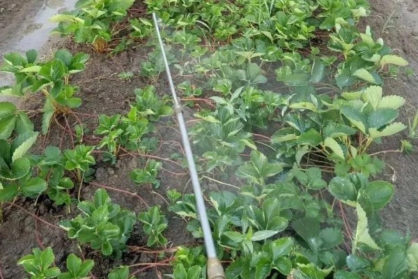 不同生长期如何对草莓施肥，每亩施入农家肥3000-5000公斤