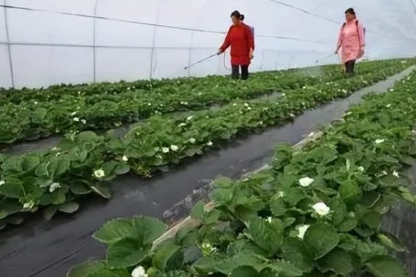 不同生长期如何对草莓施肥，每亩施入农家肥3000-5000公斤