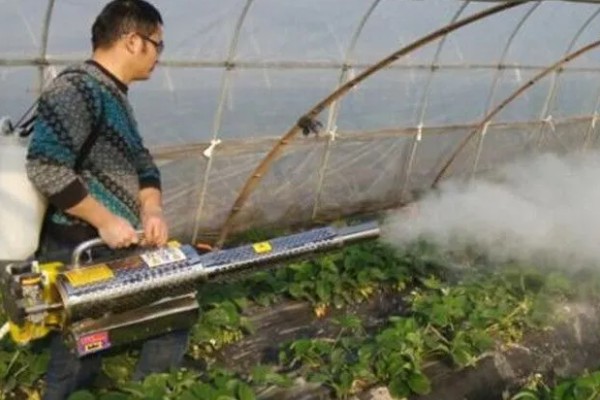 不同生长期如何对草莓施肥，每亩施入农家肥3000-5000公斤