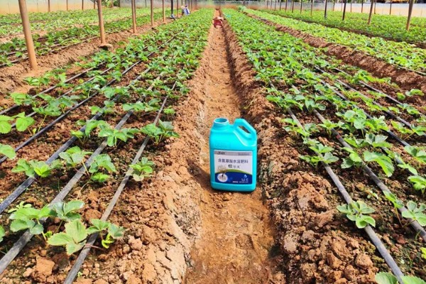 不同生长期如何对草莓施肥，每亩施入农家肥3000-5000公斤