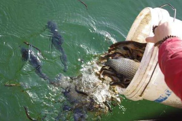 哪些鱼不能放生，外来物种、性情凶猛的鱼都不可以放生