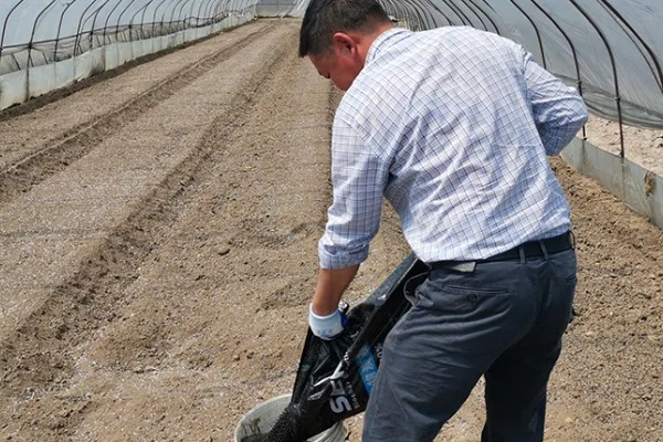 不同生长期如何对草莓施肥，每亩施入农家肥3000-5000公斤