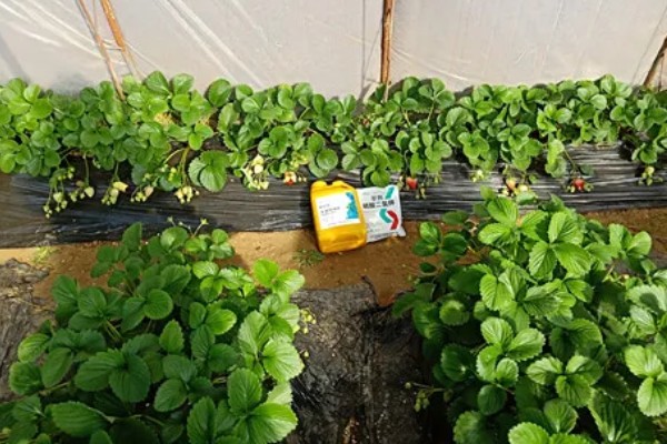 不同生长期如何对草莓施肥，每亩施入农家肥3000-5000公斤