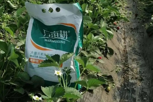 不同生长期如何对草莓施肥，每亩施入农家肥3000-5000公斤