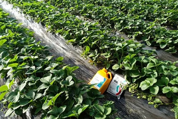 不同生长期如何对草莓施肥，每亩施入农家肥3000-5000公斤