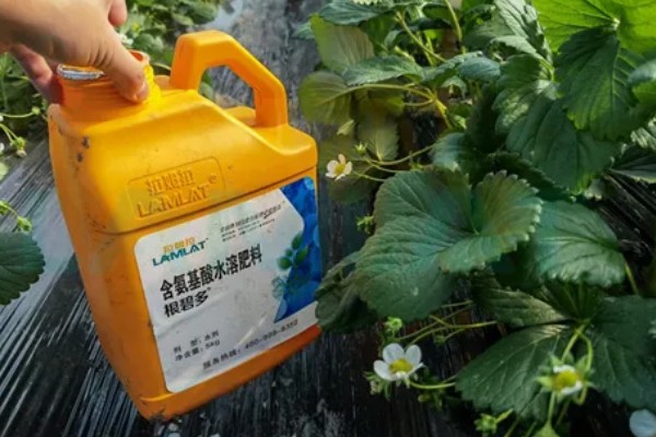 不同生长期如何对草莓施肥，每亩施入农家肥3000-5000公斤