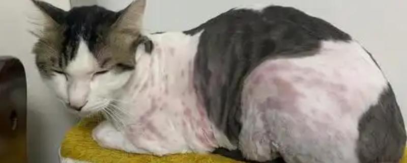 猫咪会过敏的原因，主要有以下5种因素