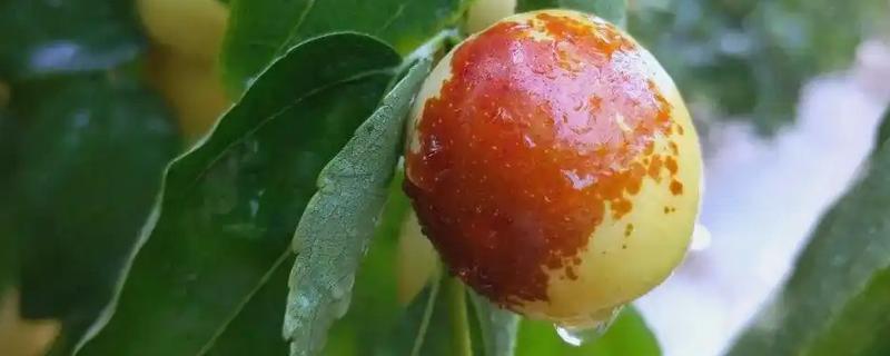 冬枣什么时间上市，在10月上、中旬成熟上市