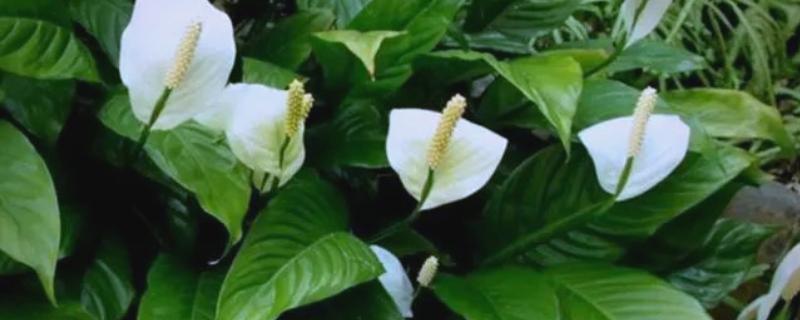 白鹤芋如何繁殖，可以进行分株繁殖