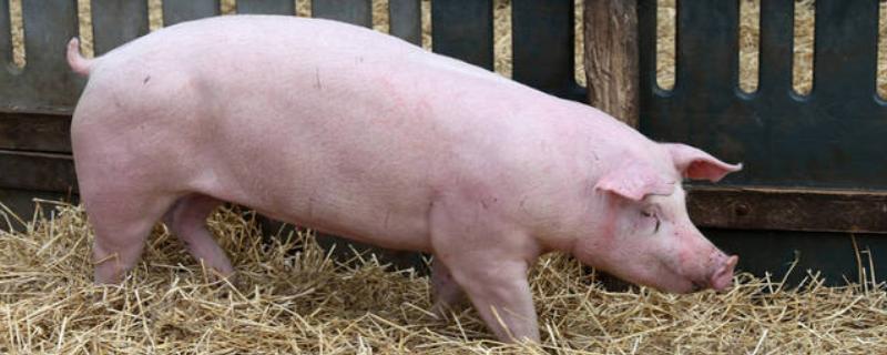 仔母猪不发情如何解决，要适当控制采食量