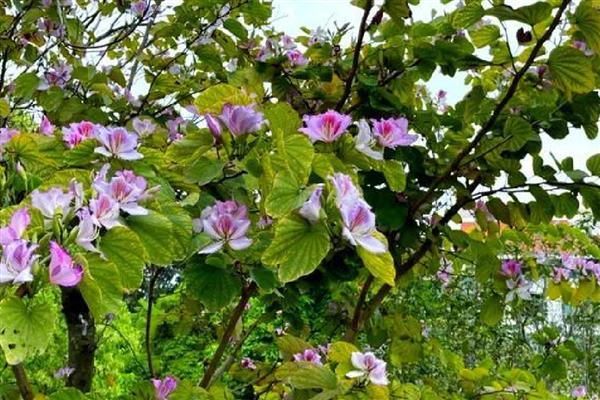 洋紫荆的本名，本名是羊蹄甲
