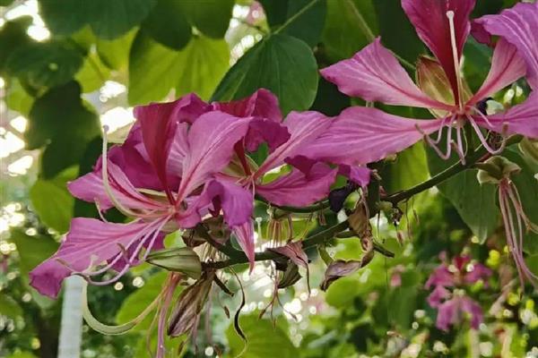 洋紫荆的本名，本名是羊蹄甲