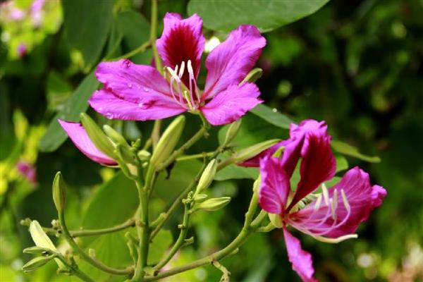 洋紫荆的本名，本名是羊蹄甲