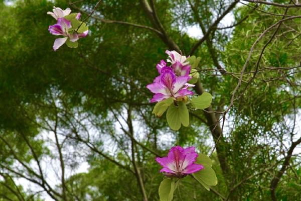 洋紫荆的本名，本名是羊蹄甲