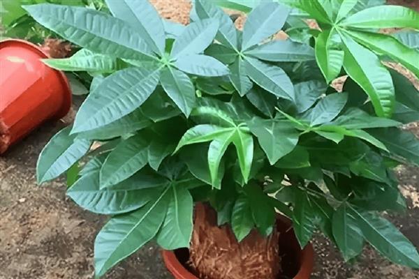 阿司匹林能浇发财树吗，可以浇发财树