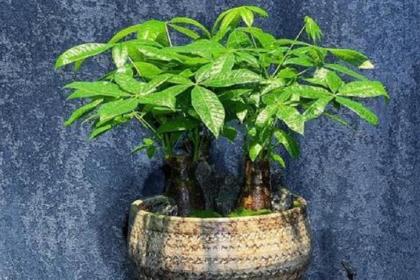 阿司匹林能浇发财树吗，可以浇发财树