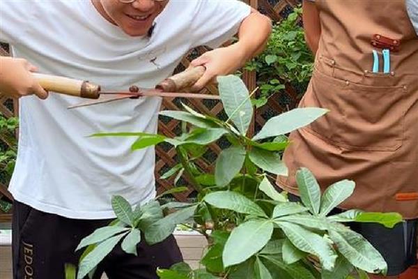 阿司匹林能浇发财树吗，可以浇发财树