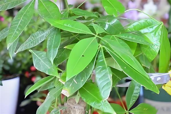 阿司匹林能浇发财树吗，可以浇发财树