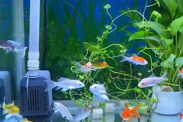 鱼追尾后几天能产卵，一般三四天