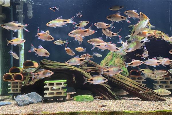 鱼追尾后几天能产卵，一般三四天