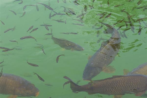 鱼追尾后几天能产卵，一般三四天