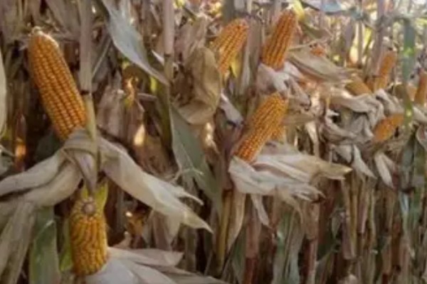 先玉1219玉米种简介，平均株高为266厘米左右