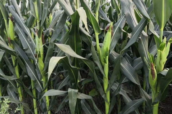 先玉1219玉米种简介，平均株高为266厘米左右