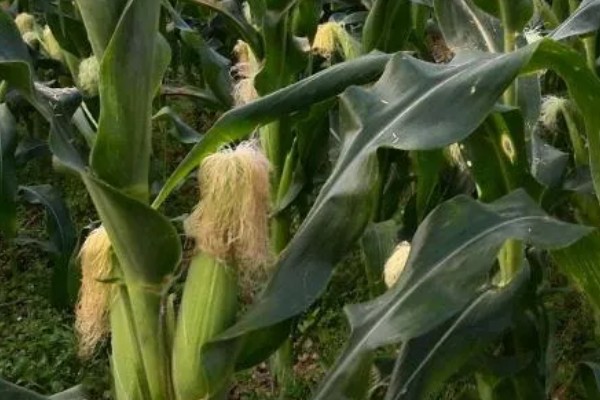 先玉1219玉米种简介，平均株高为266厘米左右