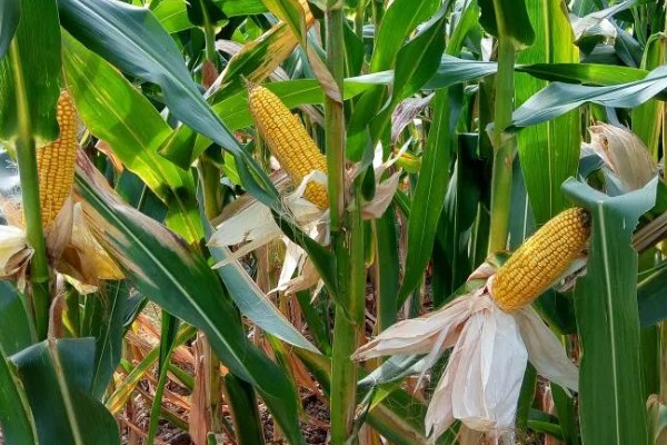 先玉1219玉米种简介，平均株高为266厘米左右