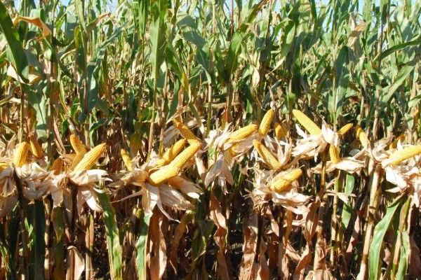 先玉1219玉米种简介，平均株高为266厘米左右