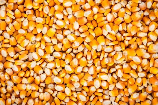 先玉1219玉米种简介，平均株高为266厘米左右