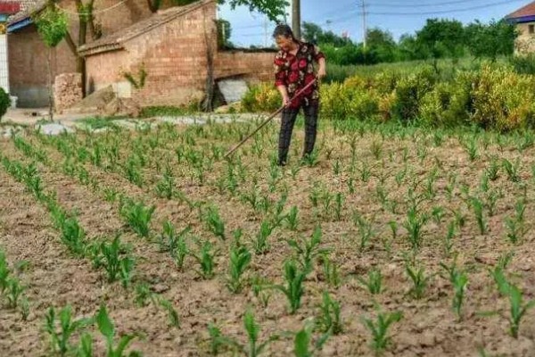 玉米如何种植,生长期对于水分的需求量较大