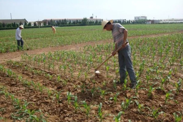 玉米如何种植,生长期对于水分的需求量较大