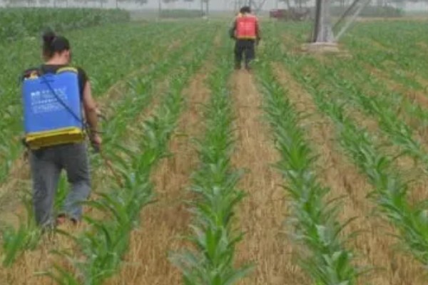 玉米如何种植,生长期对于水分的需求量较大