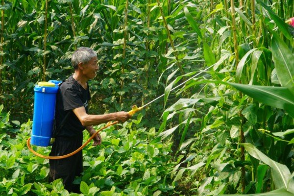 玉米如何种植,生长期对于水分的需求量较大