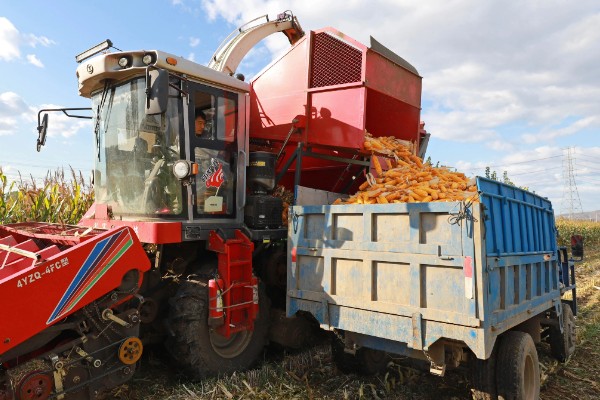 玉米如何种植,生长期对于水分的需求量较大