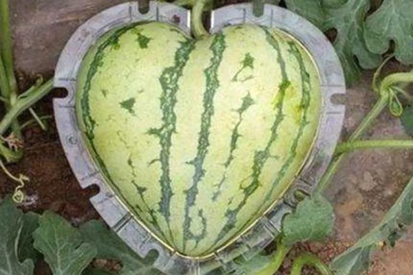 心形西瓜的由来,让西瓜在模具中生长就会变成相应的形状